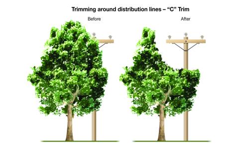 Tree Trimming - C